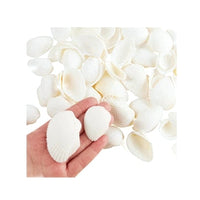 Coquillages flottants - Naturels - Blanc/Blanc cassé - Avec des effets de couleur Aqua - Décorations de vase et dispersion de table
